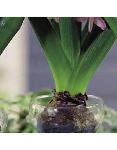Gladiolus mon amour 7 bulbi