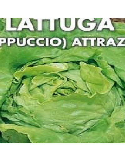 Hooded lettuce attraction