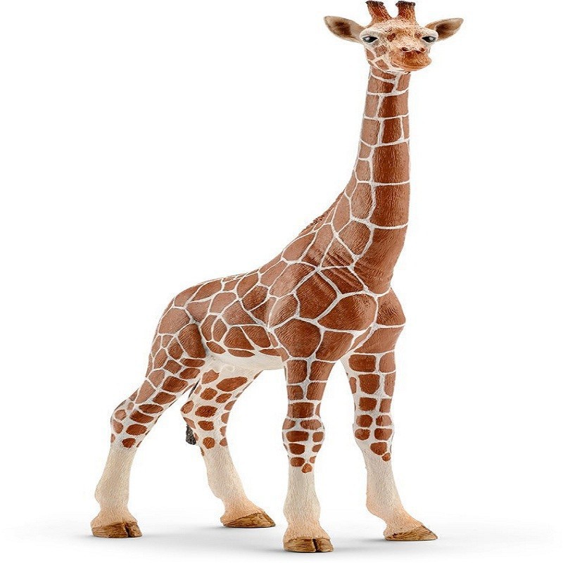 Girafe FEmmINA