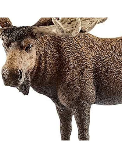 Moose bull creep pawn
