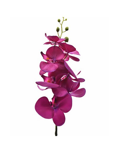 Borboleta orquídea roxa