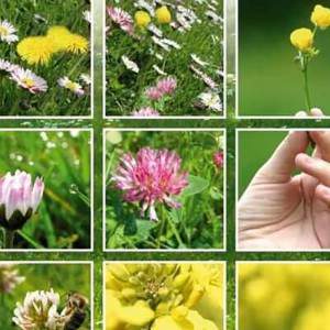 Flowering meadow seeds pratallegro