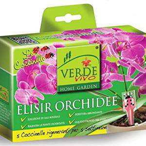 Marienkäfer elixir orchideen
