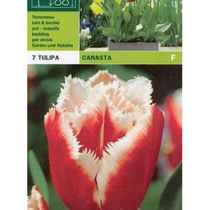 Basquete de tulipa