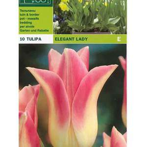 Tulipa elegancka dama