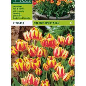 Spectacle de couleur de tulipe