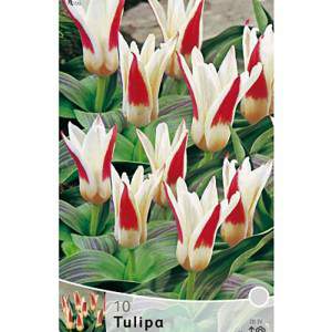 Strauss botanical tulips