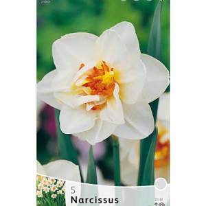 Dérive de fleur de Narcisse