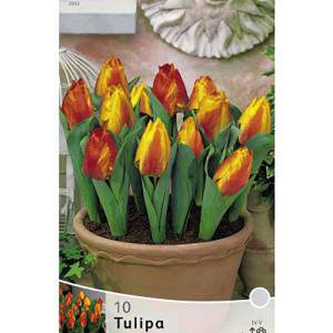 Flair tulip