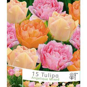 Tulip angelique mix