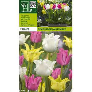 CROWN MIX A7 TULIPES