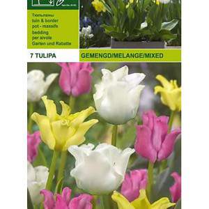 CROWN MIX A7 TULIPES