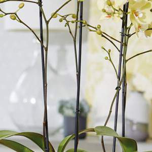Tall white vase for orchids