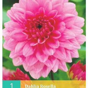 Dahlia Rosella