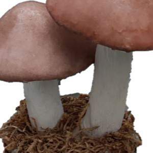Decorative mushrooms with plinth