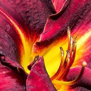 Hemerocallis burgundy love at 1