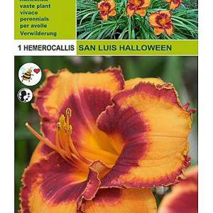 Hemerocallis san louis Halloween 1 raiz