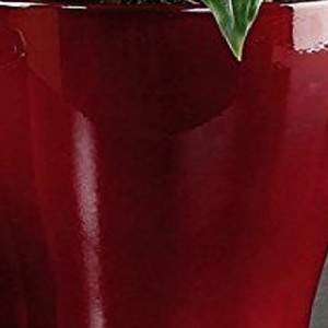 Scheurich 608 Orchid Pot Rouge foncé 17cm