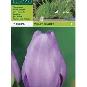 Belleza violeta tulipán