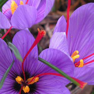 Bulbos de açafrão sativus