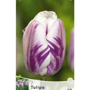 Flaming flag tulip