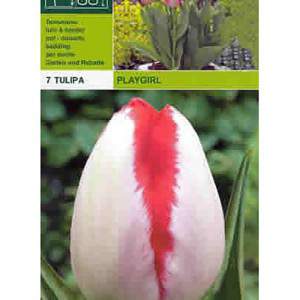 Tulipa play girl