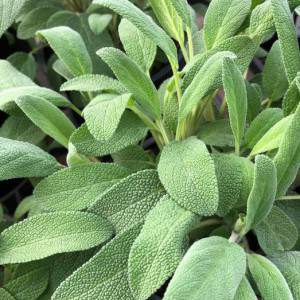 salvia officinalis