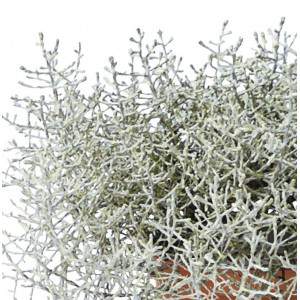 CALOCEPHALUS BROWNII Planta de prata vaso 10cm