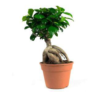 Bonsai Ficus Żeń-szeń 20cm