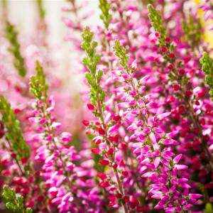 ERICA - CALLUNA BEAUTY LADY pink