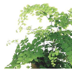 Adiantum Raddianum Capelvenere vaso 13