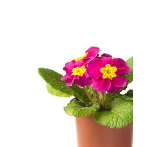 Cowslip pink flowerpot 10,5 cm