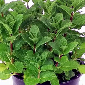 Menta piperita officinalis flowerpot 14 cm