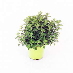 Oregano flowerpot 13 cm