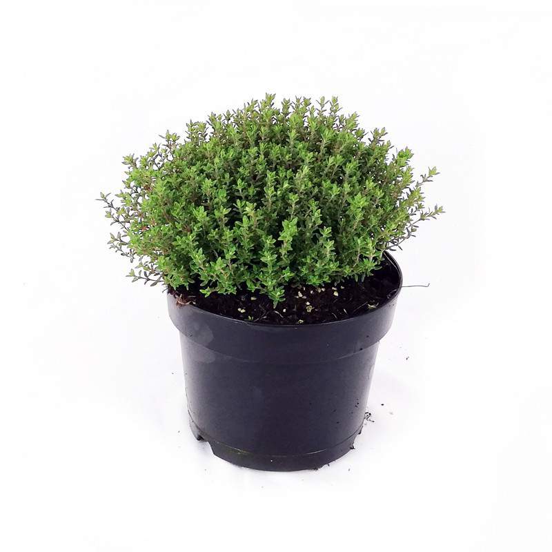 Thyme flowerpot 14 cm