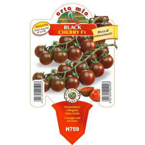 Tomatoes Black Cherry