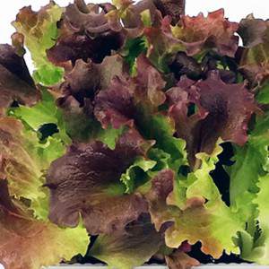 Sanfte Salatmischung Farben
