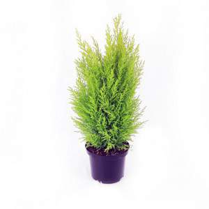 Goldcrest Cypress flowerpot 17 cm