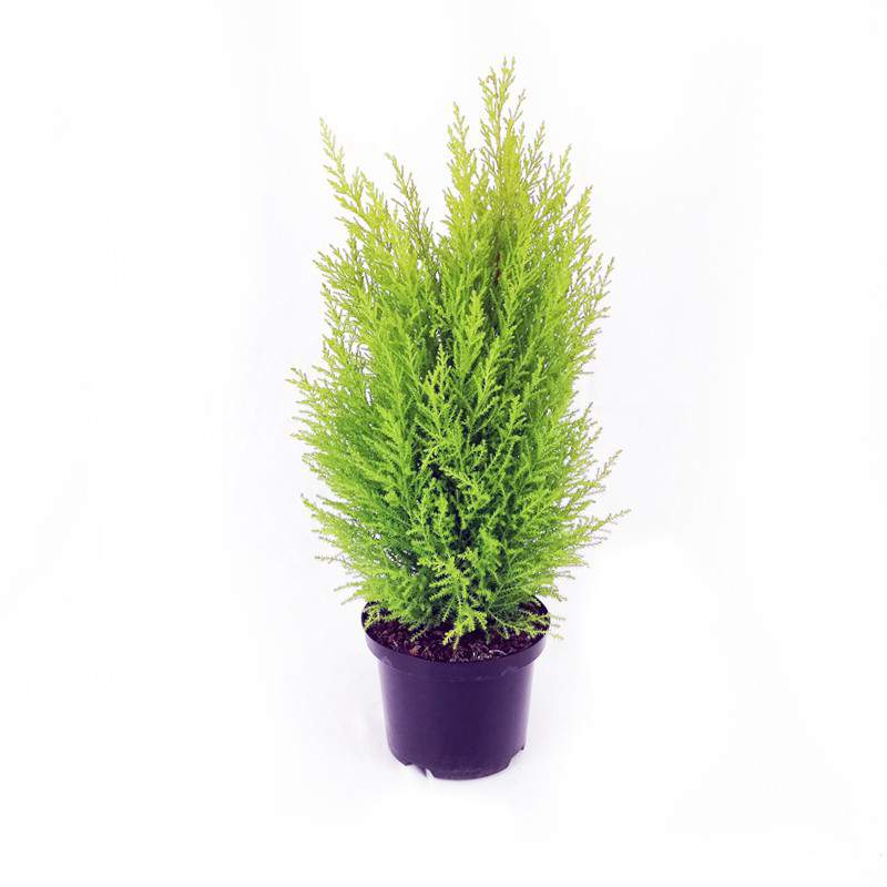 Goldcrest Cypress flowerpot 17 cm
