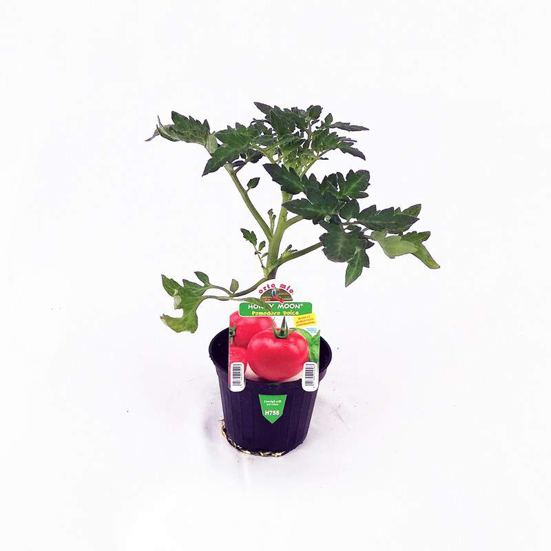 Süße runde Tomatenpflanze