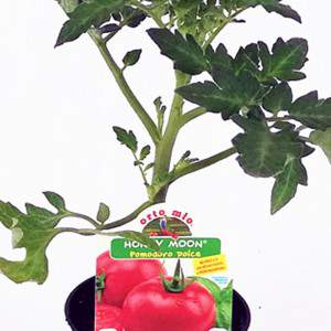 Süße runde Tomatenpflanze