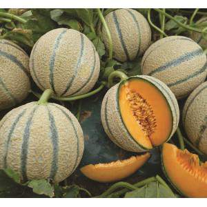 Melon Retato Delight Seeds