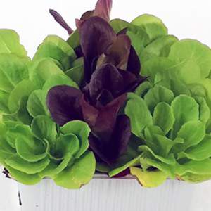 Salanova mix lettuce leaf