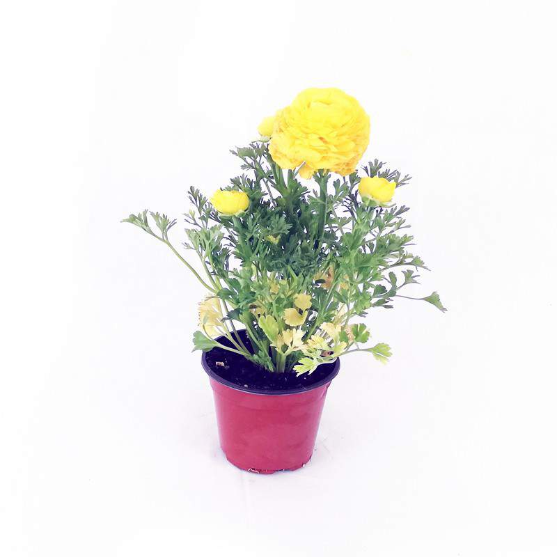 Yellow Buttercup flowerpot 14 cm