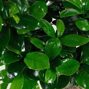 Bonsai Ficus Ginseng deixa