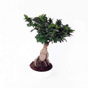 Bomai Ficus Ginseng vaso 23 cerâmica