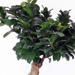 Bonsai Ficus Ginseng ceramic pot 23