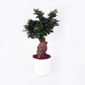 Bomai Ficus Ginseng vaso 18 cerâmica