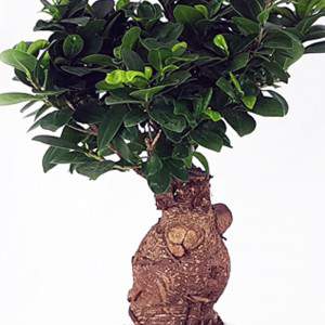 Bomai Ficus Ginseng vaso 18 cerâmica