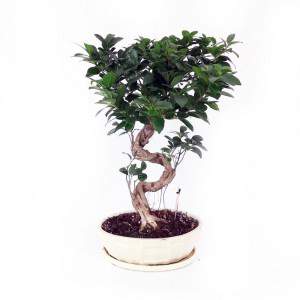 Bonsai Ficus Garnek ceramiczny z żeń-szeniem 30